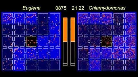 Autonomous oscillation/separation of cell density artificially induced by optical interlink feedback