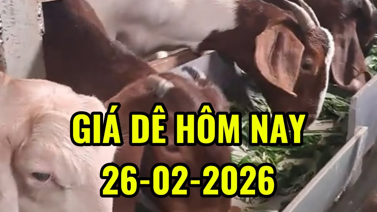 Cập Nhật giá dê mới nhất hôm nay 26/02/2026 | giá dê đực ( cái ) thịt - giá dê đực ( cái ) giống