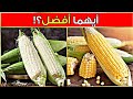 الذرة الصفراء أم الذرة البيضاء أيهما أفضل لمرضى السكري و ما هي الكمية المسموح تناولها 