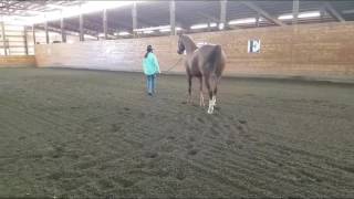 EEE - Groundwork Day 1 - A Group of Beginners at Horse Camp