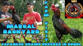 Margal Backyard Farm Bohol Japanese Shamo Breeder 2023