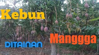 Kebun Mangga Di Tainantaiwan