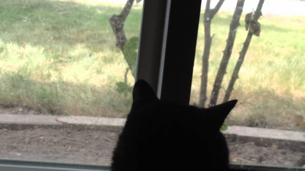 Cat Chirping at the Birds YouTube