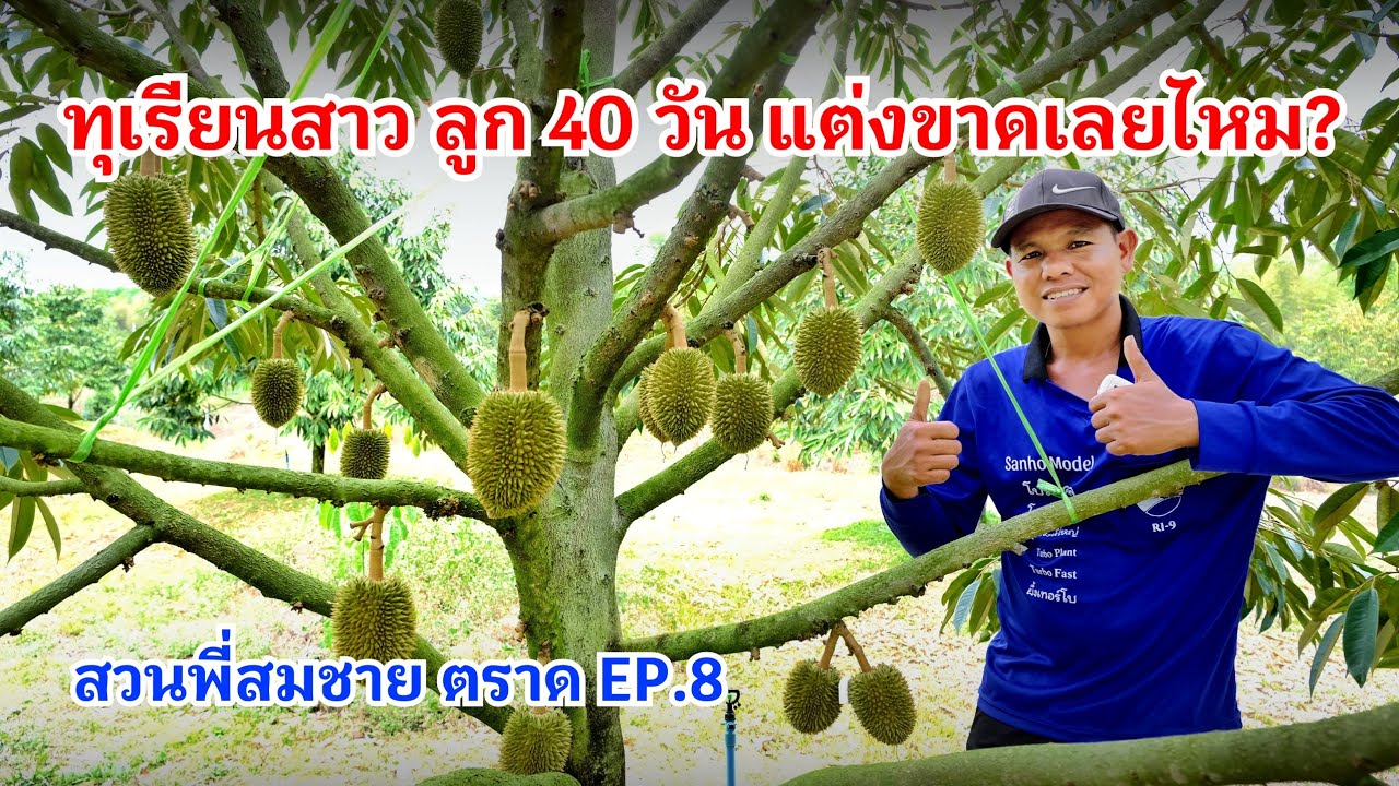 #กวินบินได้ EP.562 ทุเรียนสาว ลูกระยะ 40 วัน ควรแต่งขาดเลยไหม #สวนพี่สมชาย EP.8