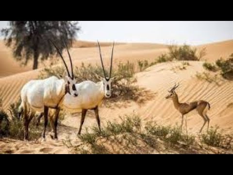 ميحد حمد - أحب البر والمزيون