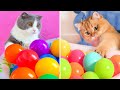 Do Kittens Like Ball Pits? | Compilation