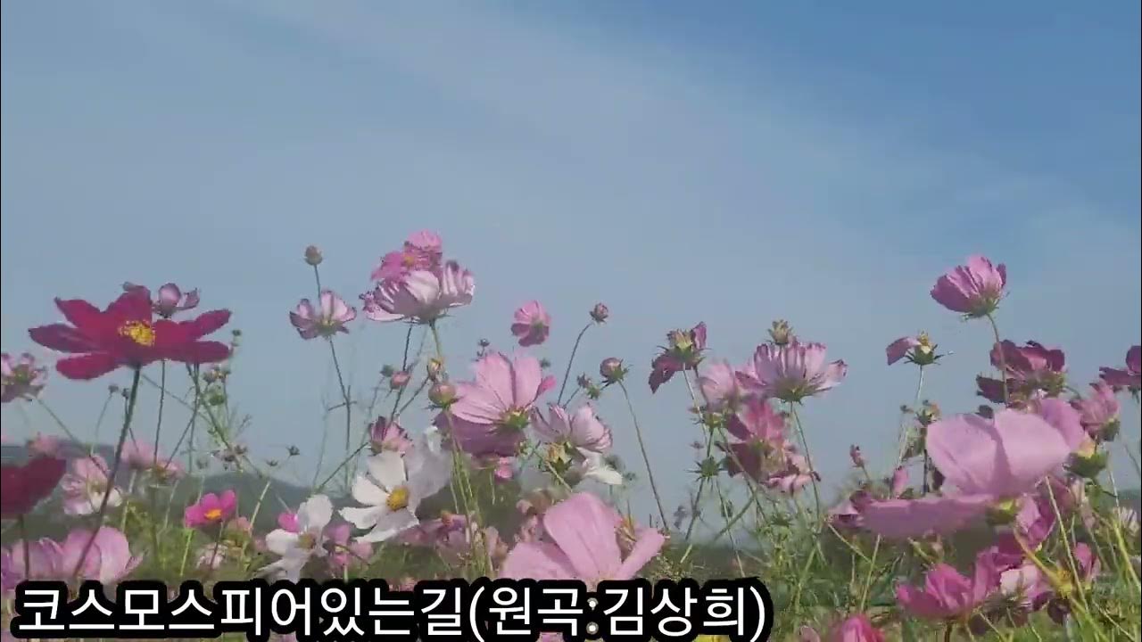 코스모스피어있는길 원곡 김상희 269번째 박민경의도전1000~🌼 Youtube