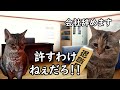 【今すぐ辞めろ】本当にヤバいブラック企業あるある【猫ミーム】