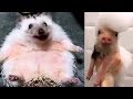 😹 Süße und Lustige Tiere! 2018 😺 Lustige Tiere zum Totlachen! vol.12 》 Funny DuTube