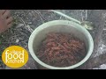 people love to eat fry locust || village food kitchen || lajimbudha ||