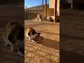 🐆Leopard vs.Baboon🐒Fight!Unexpected Backyard Brawl😺🐆레오파드vs.개코원숭이🐒대결! 예측 불가능한 뒷마당 난투😺🐆ヒョウvs.ヒヒ🐒壮絶バトル😺