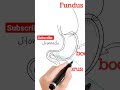 anatomical structure of stomach,fundus.@goodmedicine5056,@GoodMythicalMorning