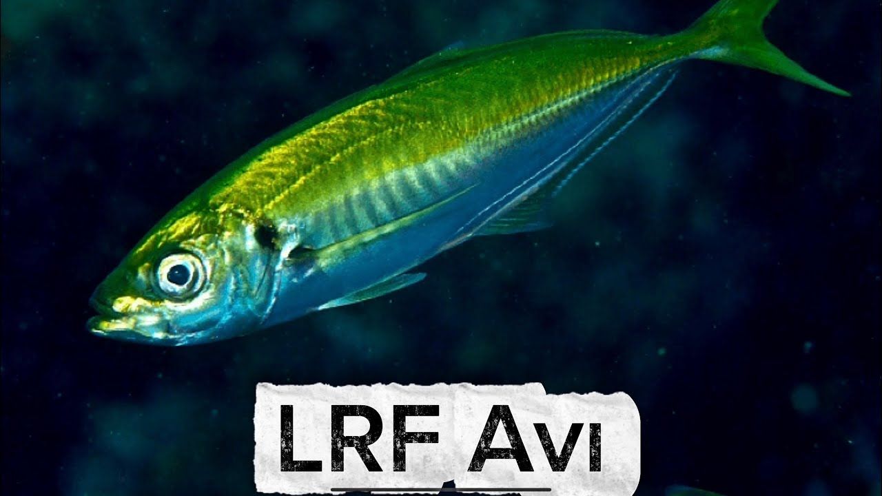 Usküdar & Vaniköy LRF Avı. Uzun Aradan Sonra Balığı Aradık! 🎣 | Back to Fishing in the Bosphorus!