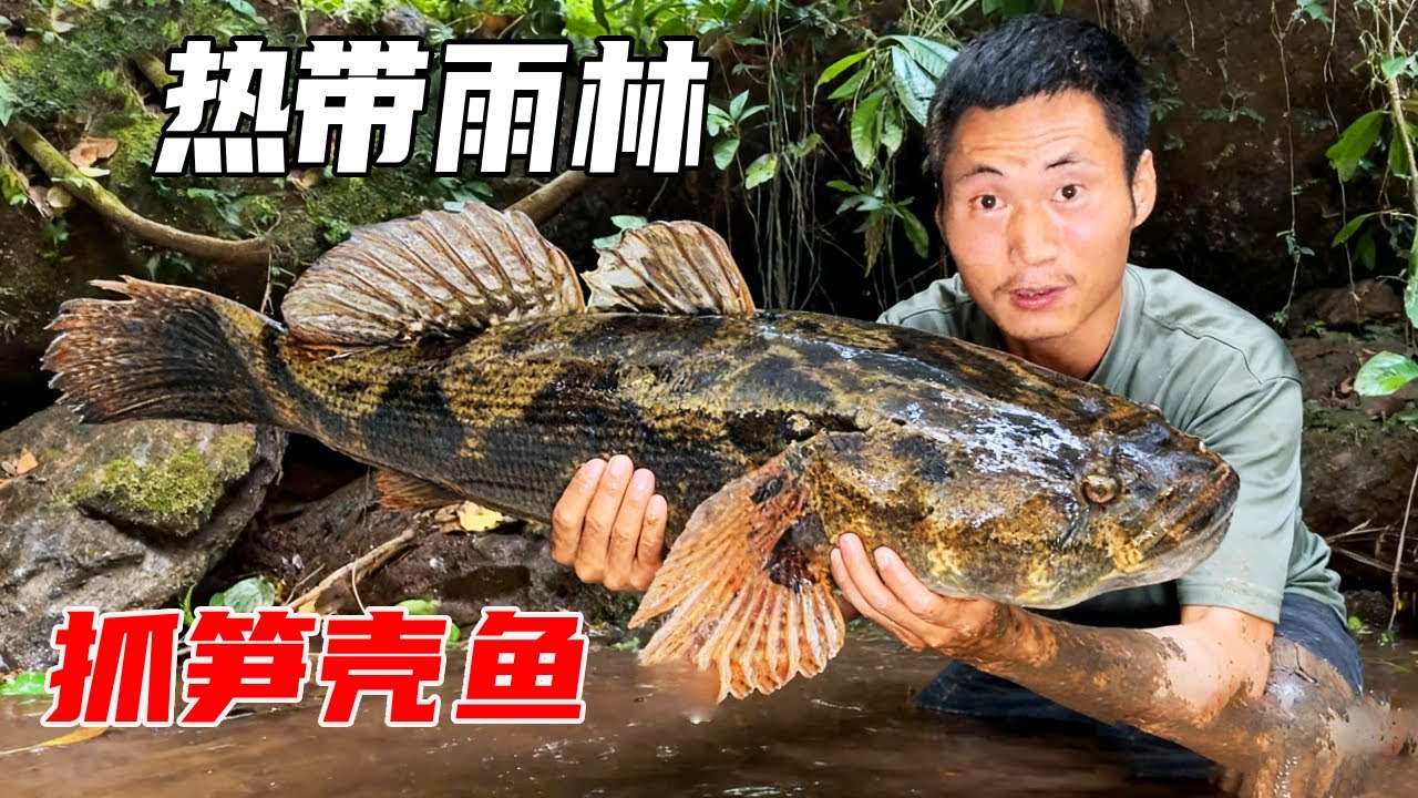 东南亚热带雨林生存挑战全集：用石头震笋壳鱼重温童年的快乐，设陷阱抓到竹鼠，山珍海味都齐全了【户外平头哥】
