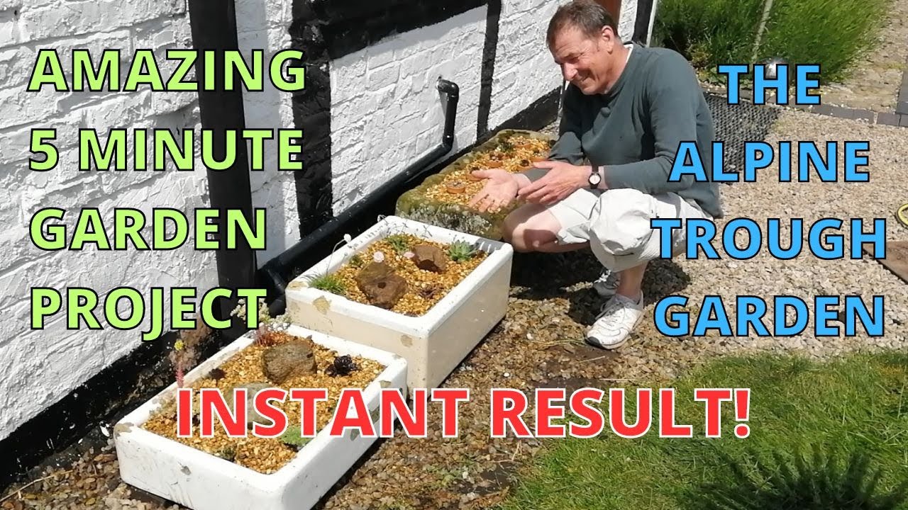 TIMELAPSE. Alpine and succulent garden, sempervivum, sedum, ajuga, armeria, leptinella