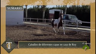 Ruta de caballos y carruajes por los viñedos de Jerez