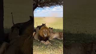 Kasongo Made The Trouble To Lion