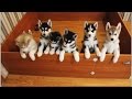 Siberian Husky Puppies