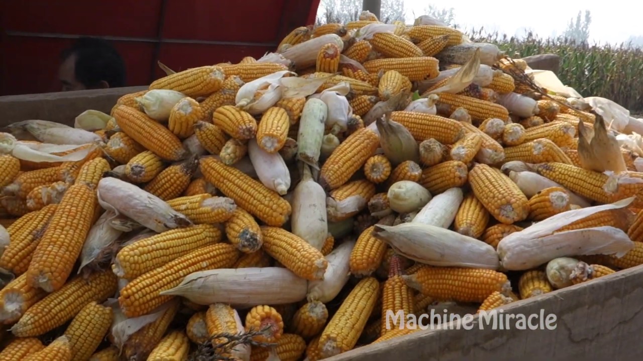 Amazing Corn Harvest Machine 2019 Corn Reaper Corn Chopper - YouTube