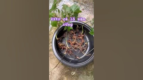 Lô sâm rừng tự nhiên #sâm_ngọc_linh_rừng