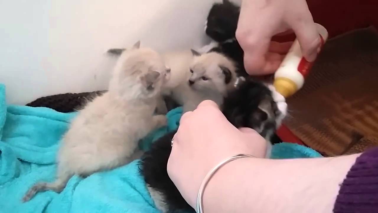 Nathalie La Presidente De L Association Chats Libres De Beziers Qui Nourrit Des Chatons Youtube Nathalie La Presidente De L Association Chats Libres De Beziers Qui Nourrit Des Chatons Youtube