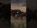 Buffalo vs Wild Dogs: Fierce Battle #wildlife #animals #shortvideo #viral #buffalo #nature