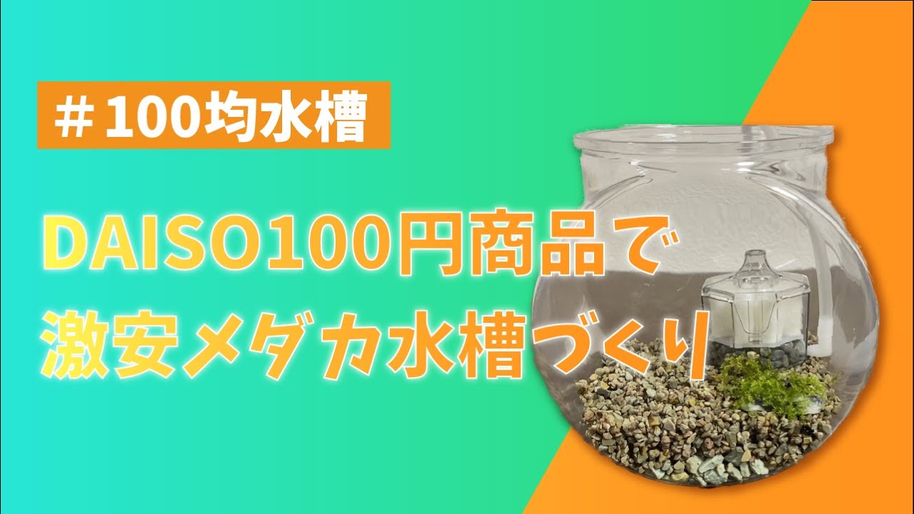 初心者】100均でつくる激安メダカ水槽 - YouTube 初心者】100均でつくる激安メダカ水槽 - YouTube