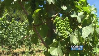 Wine grapes don't usually like really hot weather, but this year, are
thriving.