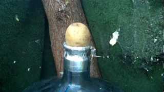 Blowing up a Potato.
