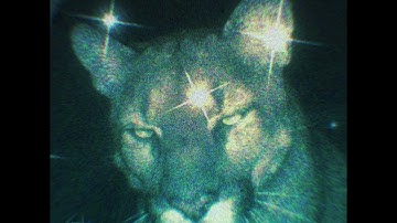 DAMAGE - STEAL MY HEART (OFFICIAL AUDIO)