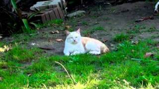 swearing catz in durbs.mp4
