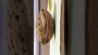 Navel Orange Worm Attacks An Almond