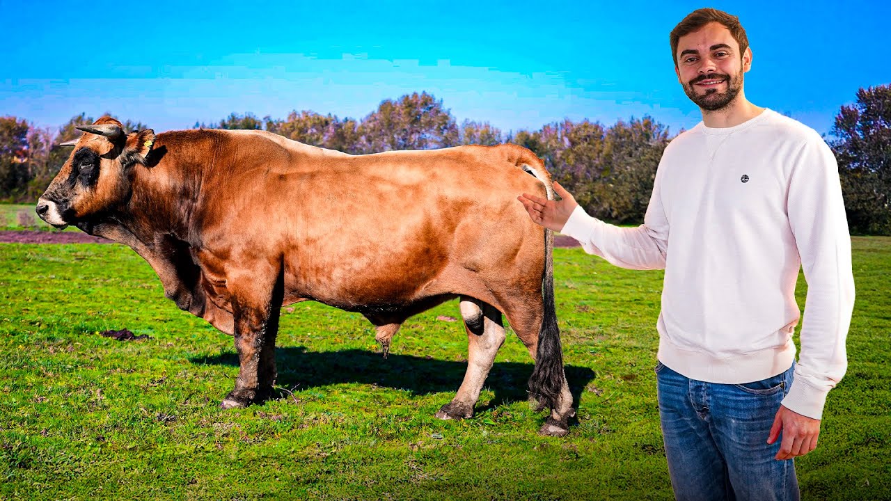 Melhor Raça de Bois de Portugal?