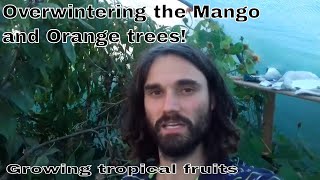 Overwintering tropical trees in the UK. Mango and Orange tree.