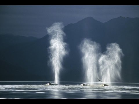 Видео: Дышит ли кит под водой?