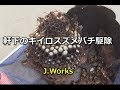 軒下のキイロスズメバチ駆除【滋賀県東近江市】