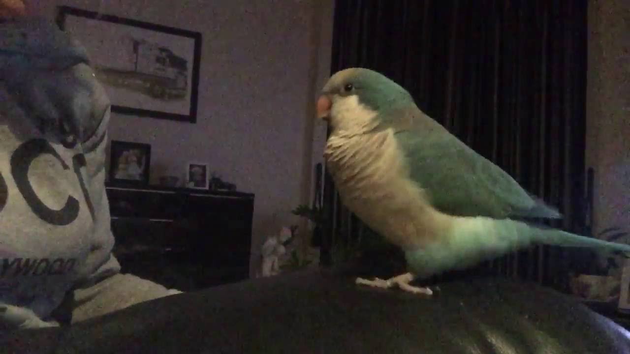 Talking Quaker Parrot Spud - YouTube