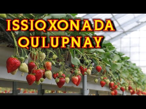 Video: Qishda Qulupnay Va Qulupnayning Foydasi