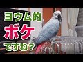 ヨウムの指パッチンからのさんちゃん鳥ボケおしゃべり！