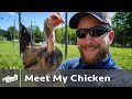 Meet My Chicken