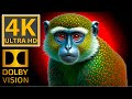 Wild Animals in 4K HDR Will Blow Your Mind #BGM