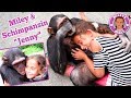 Girl and Chimpanzee in Love - Mädchen und Schimpanse spielen Affe | Mileys Welt