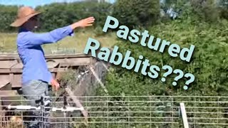 Can You Raise Rabbits on Pasture? | Free Range Rabbits in a Colony
