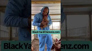 Hemp Bedding Vs. Fine Pine - Chicken Coop Care