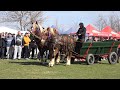 Expozitie cu cai de frumusete Margheni, Brancoveni - Olt 7 Martie 2020 Nou!!!