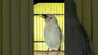 Srigunting Abu Abu Gacor Emosishorts