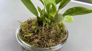 怎样用活水苔种文心兰？种了半年后还好吗？Grow oncidium orchid with live moss