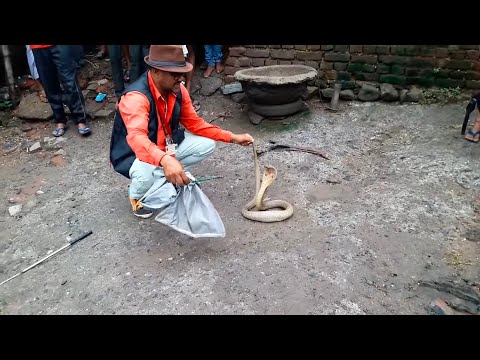 Cobra Venomous ऐ साँप कुमारधुबी खटाल में था Snake rescue team Panchet dam(N G O)
