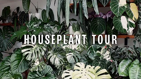 HOUSEPLANT TOUR! | Spring/Summer 2025!