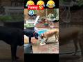 #freefire 🤣 #pawarholakhalidhobijatimere 🐕 #christmas